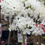 Azalka japonská (Azalea japonica) ´PALESTRINA BLANCHE´ - výška 50-60 cm, kont. C2L - NA KMIENKU